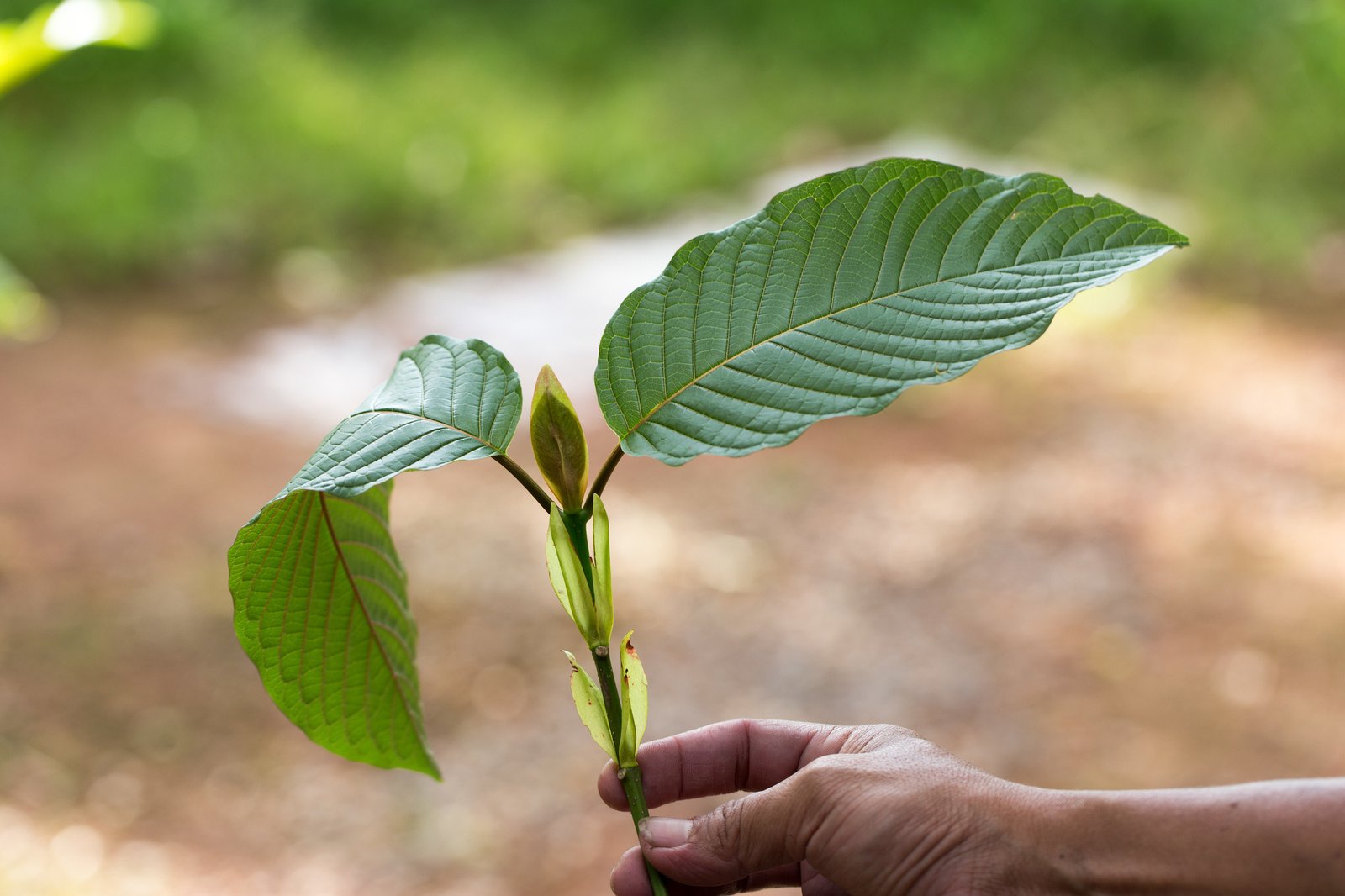 Difference Between Kratom Herb And Matcha Kratom