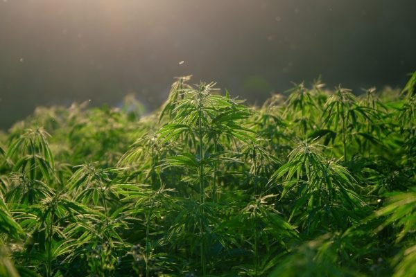 Not Just for Smoking: 7 Hemp Plant Uses You May Not Know About