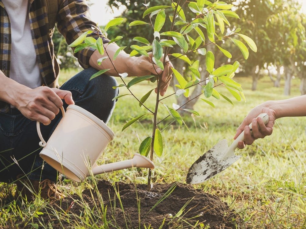 Fertilizer tablets for trees