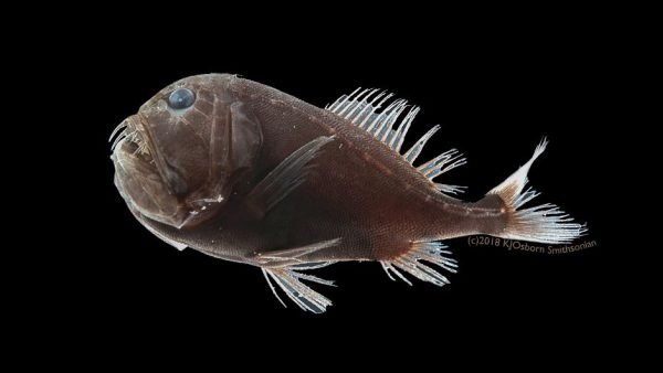 Deep-sea fish: All you need to know